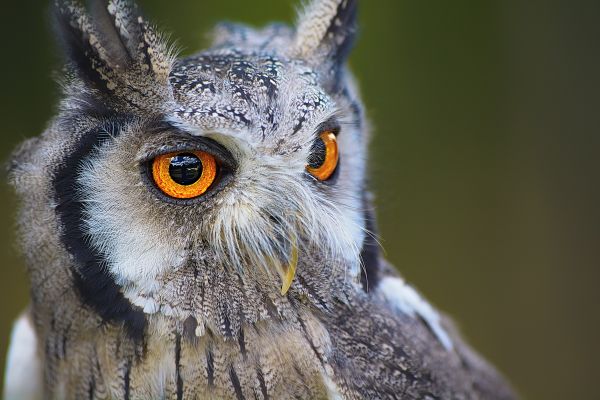 natuur,vogel,vleugel,dier,wildlife,wild