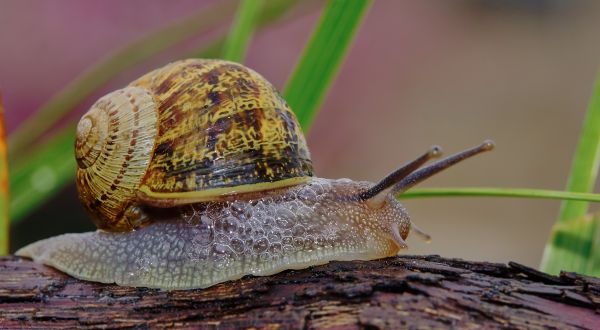 natur,Foto,dyreliv,makro,fauna,biologi