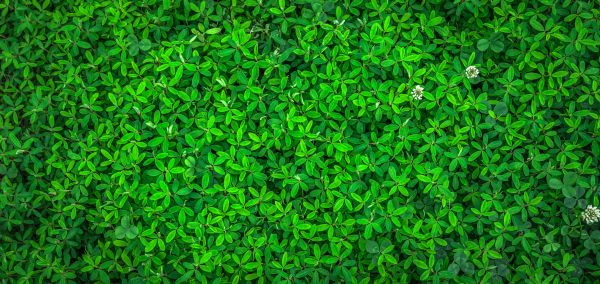 nature,grass,plant,lawn,texture,abstract