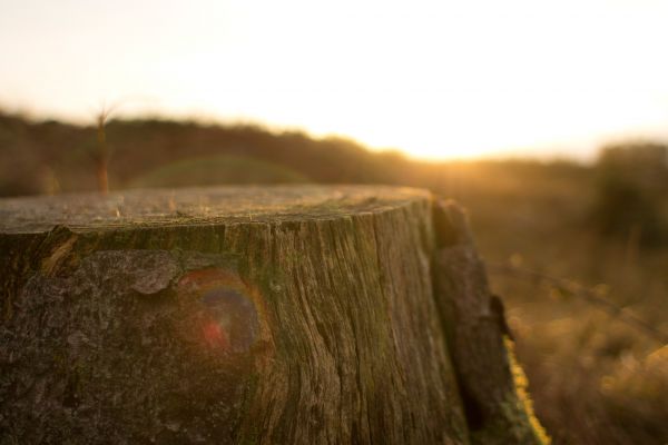 paisaje,árbol,naturaleza,rock,césped,ligero