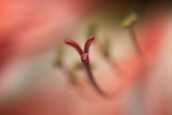 blühen,Pflanze,Blume,Hand,Fotografie,Blatt