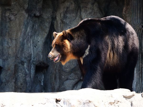 bjørn,brun bjørn,dyreliv,Zoo,pattedyr,fauna