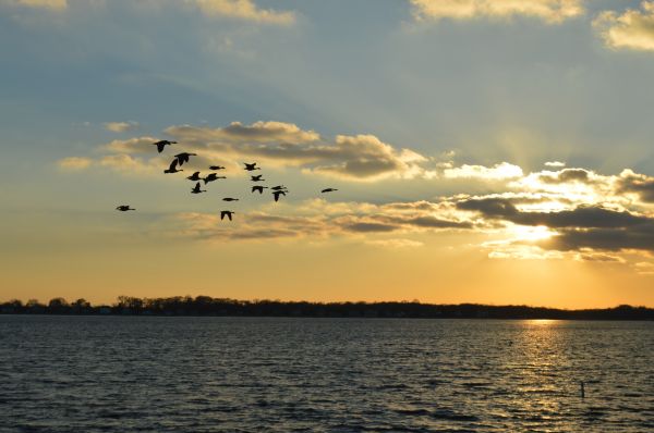 sea,nature,ocean,horizon,bird,cloud