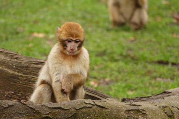 príroda, zviera, roztomilý, zver a rastlinstvo, divoký, zoologická záhrada