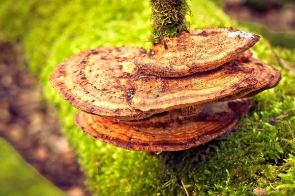 Pilz,Baum,Heilpilz,Lingzhi pilz,natürliche Landschaft,Inonotus