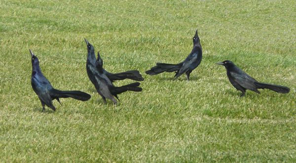 la nature,oiseau,faune,corbeau,étang,des oiseaux