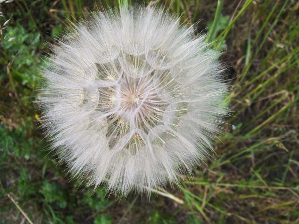 Natur, Gras, Pflanze, Wiese, Prärie, Löwenzahn