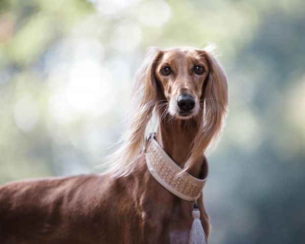 perro,mamífero,sabueso,collar,Deportes,vertebrado