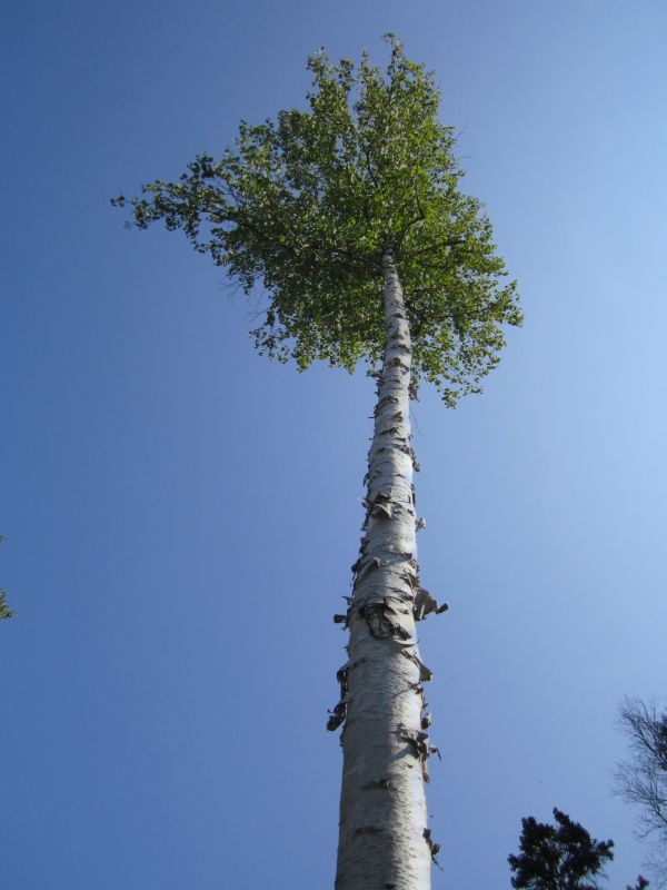 árbol,naturaleza,bosque,rama,ligero,planta