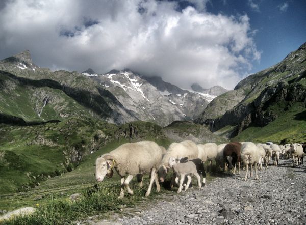 wilderness, mountain, meadow, mountain range, landscape, hiking