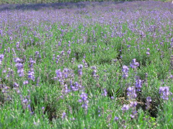 plante, Prairie, fleur, violet, champ, prairie