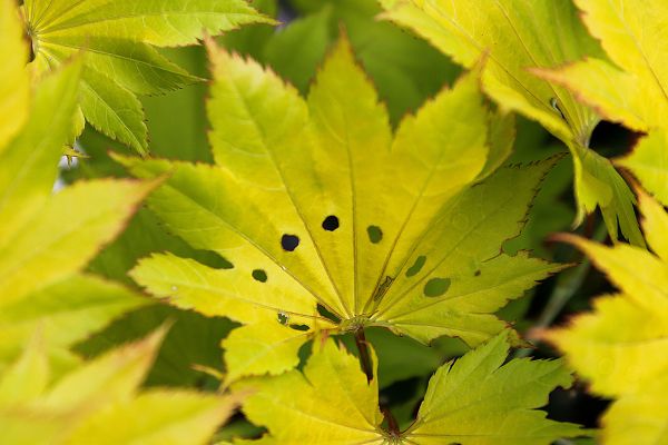 Baum, Natur, Ast, Pflanze, Sonnenlicht, Blatt