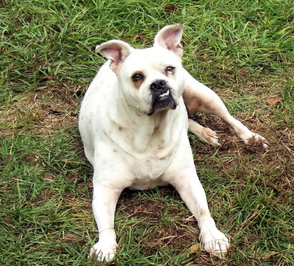 bianca, cane, animale, canino, animale domestico, Stati Uniti d'America