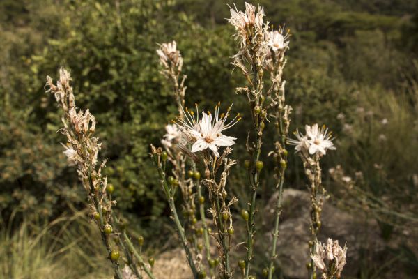 doğa, orman, çimen, çiçek, büyüme, peyzaj