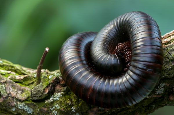 natur,fotografi,vilda djur och växter,insekt,fauna,ryggradslös