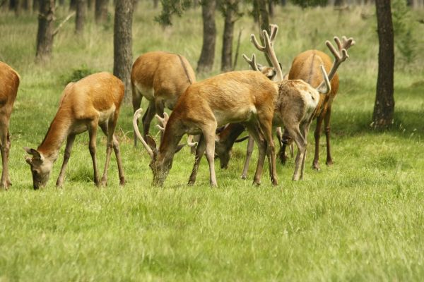 natură, luncă, prerie, animale sălbatice, sălbatic, cerb