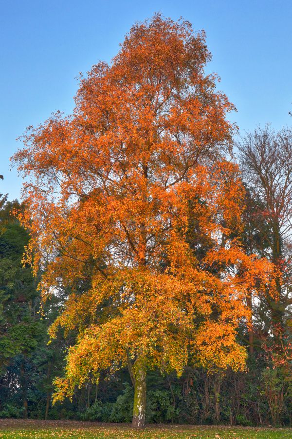 arbre,forêt,plante,feuille,tomber,feuillage