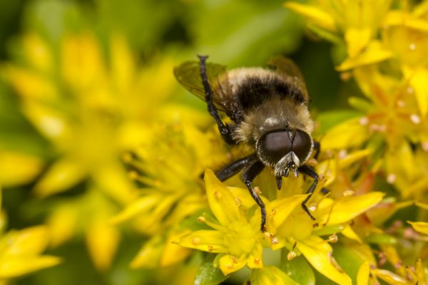 blomst, pollen, insekt, makro, eng, dyreliv