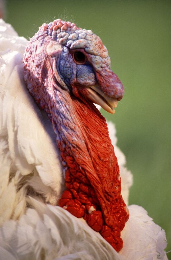 vogel, farm, dier, mannetje, rood, eten