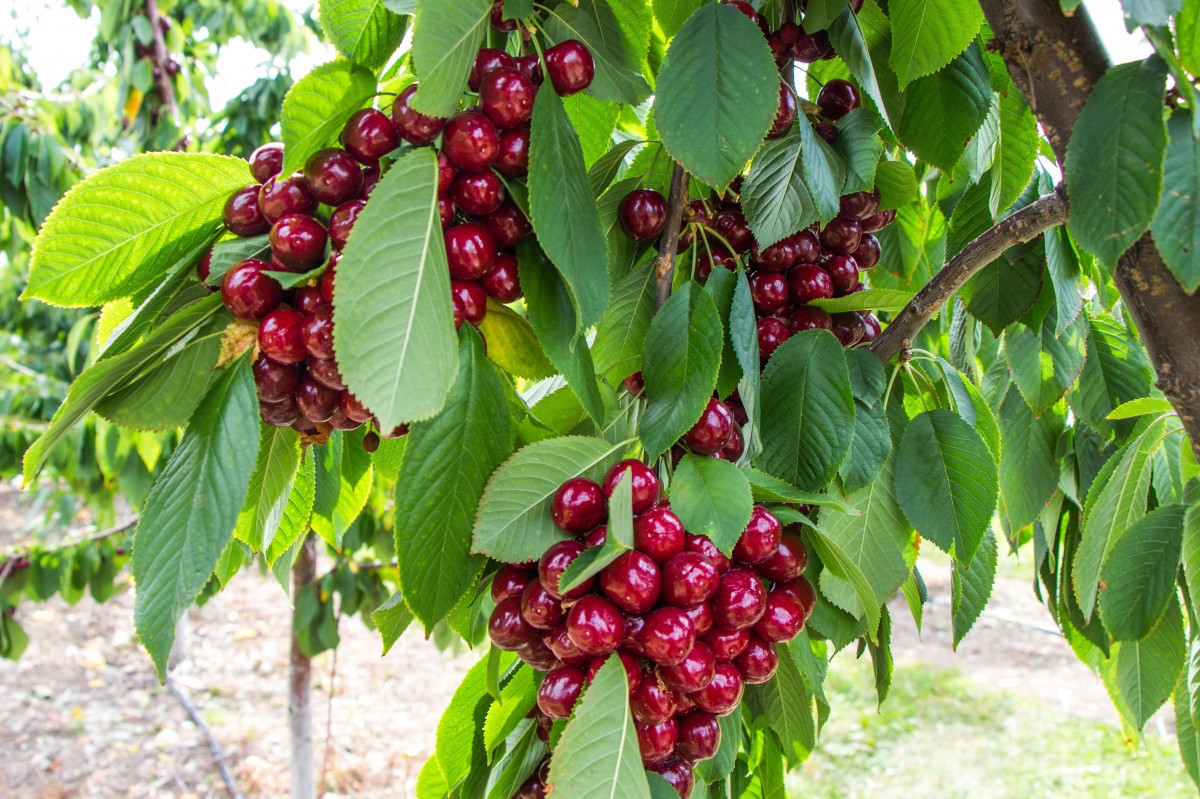 panorama, árvore, natureza, ao ar livre, ramo, Flor, grupo, crescimento, plantar, campo, Fazenda, Prado, fruta, baga, doce, campo, haste, folha, flor, flor, terra, verão, maduro, rural, Comida, verde, vermelho, agricultura, colheita, produzir, colheita, Macro, natural, fresco, colorida, agricultura, jardim, suculento, flora, delicioso, saúde, estação, Flor de cerejeira, Frescura, agricultor, agrícola, cultivo, nutrição, jardinagem, arbusto, Kelowna, colheita, dieta, cereja, muitos, orgânico, Cerejas, jardineiro, Colheita, Planta de florescência, Aglomeração, Chokecherry, Okanagan valley, Coccoloba uvifera, Planta de terra, Schisandra