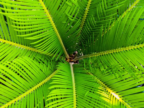 træ,natur,afdeling,plante,Palme træ,Skov