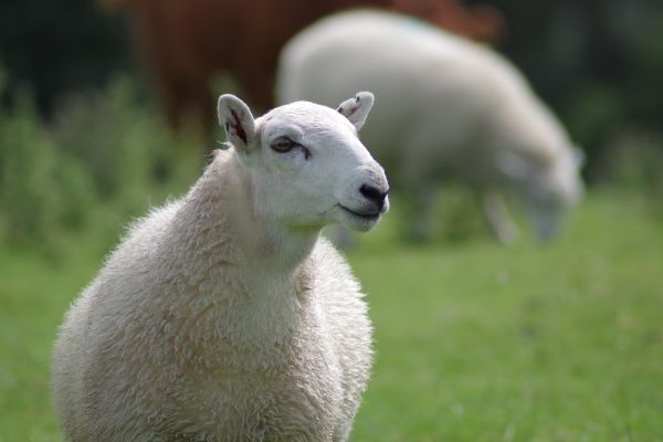 vilda djur och växter,vit,djur-,flock,lantlig,bete