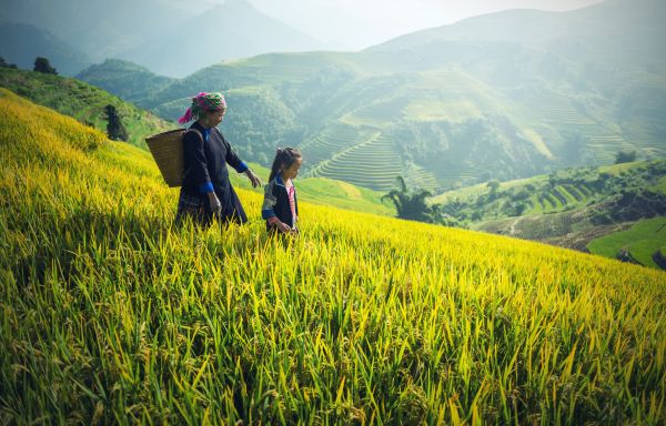 phong cảnh, thiên nhiên, cỏ, núi, sự phát triển, thực vật