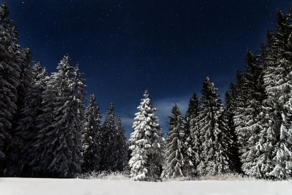 albero,foresta,montagna,la neve,inverno,cielo