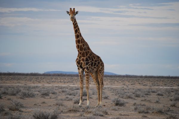 natura,prateria,avventura,mammifero,fauna,savana