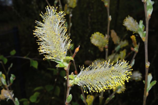 copac,natură,inflori,plantă,fotografie,frunze