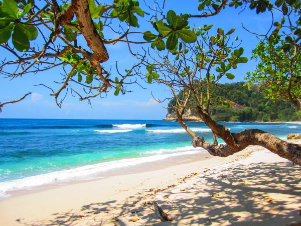 Strand, Landschaft, Meer, Küste, Baum, Wasser