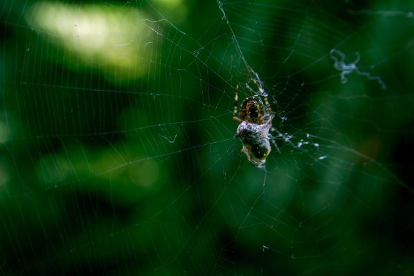 naturaleza,ligero,escalofriante,telaraña,verde,natural