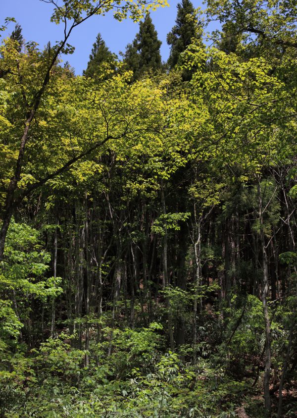 árbol, naturaleza, bosque, desierto, cascada, planta