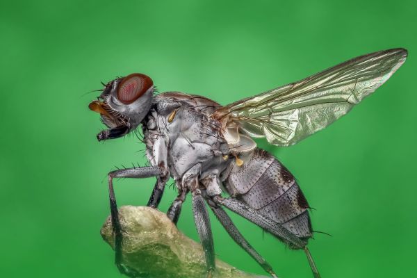 natura,ala,fotografia,volare,natura,ritratto