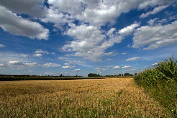 paisaje,naturaleza,césped,horizonte,nube,planta