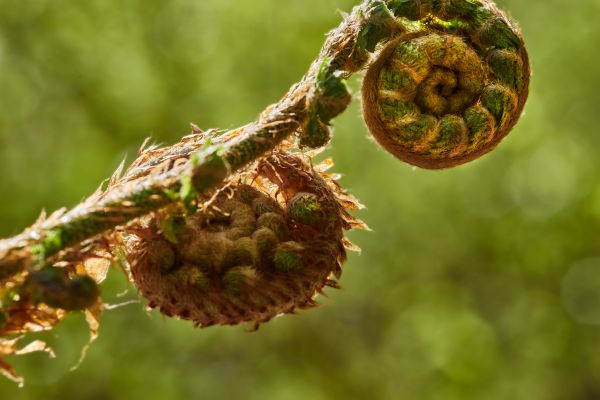 drzewo, Natura, gałąź, roślina, fotografia, liść