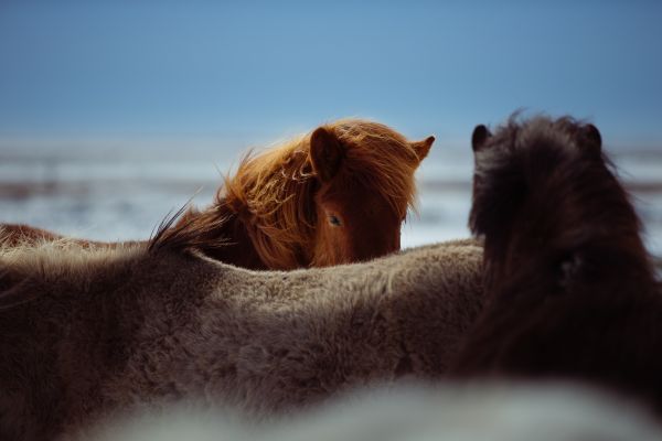 Mañana, caballo, mamífero, melena, de cerca, caballos