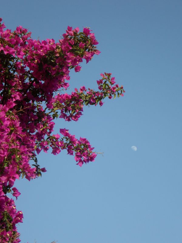 blühen,Pflanze,Blatt,Baum,Ast,Himmel