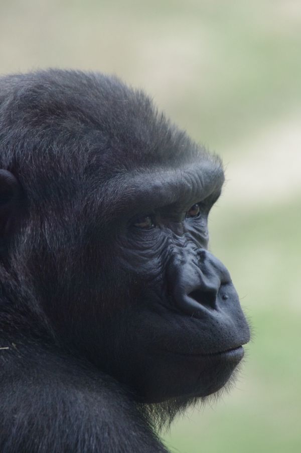 動物, 野生動物, 野生, 考え, 動物園, 哺乳類