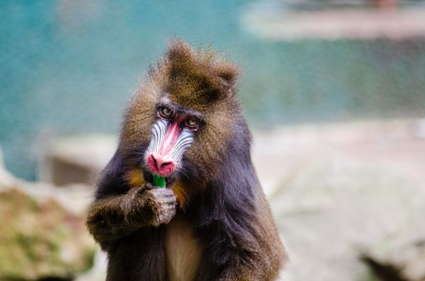 vilda djur och växter,Zoo,däggdjur,fauna,primat,babian