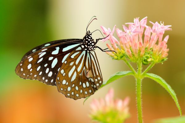 Natur,Flügel,Fotografie,Blume,Blütenblatt,Insekt