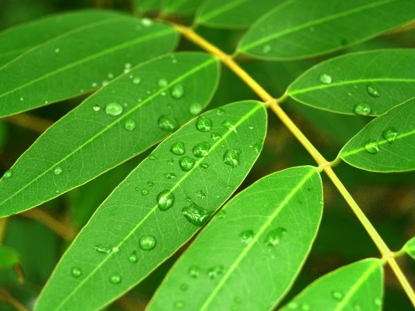 albero, acqua, natura, erba, ramo, gocciolina