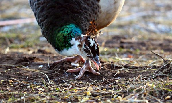 természet,madár,állat,vadvilág,csőr,fauna