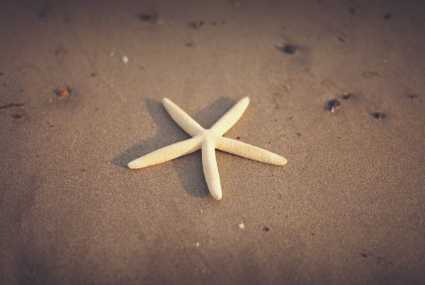 mano,playa,arena,pescado,material,estrella de mar