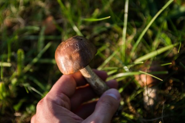 natură, pădure, iarbă, peluză, animale sălbatice, floare