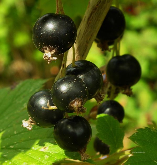 ramură,plantă,fruct,boabă,dulce,buchet