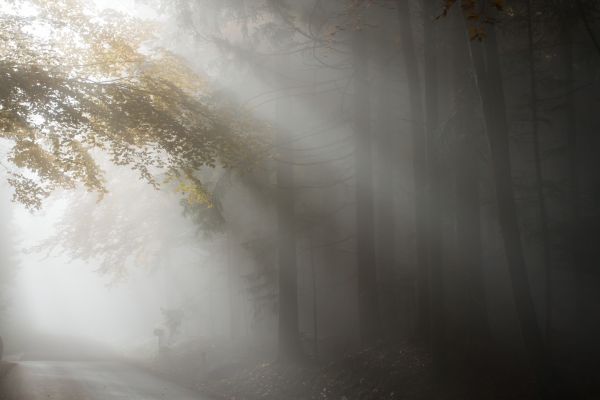 panorama,árvore,natureza,floresta,luz,névoa