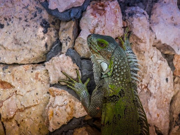 margasatwa,tropis,biologi,pulau,reptil,iguana