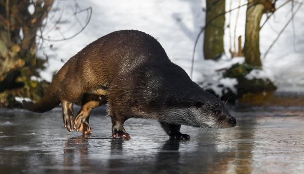 winter,animal,wildlife,water,run,ice