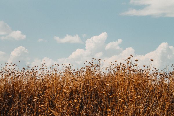 paysage, la nature, herbe, croissance, horizon, nuage